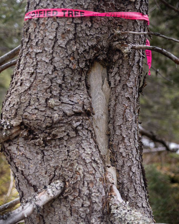 A photo of a tree with a pink plastic marker around it reading "MODIFIED TREE" where visible